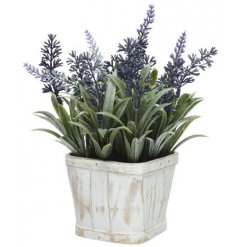A lovely lavender plant potted in a plastic crate. The crate has a worn look too it to create authenticity. 