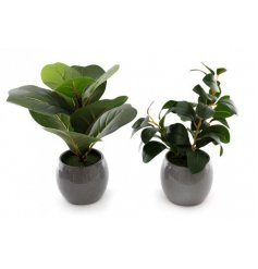 A Simplistic and Modern Assortment of Two Plants in Grey Pot