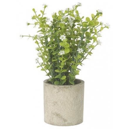 White Plant in Pot, 19cm