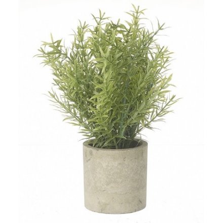 Green Plant in Pot, 19cm