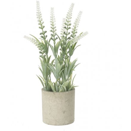 Tall Potted Plant, 28cm