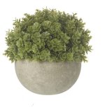 A Modern Green Plant in Grey Pot