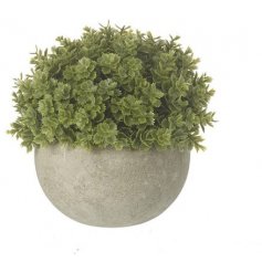 A Modern Green Plant in Grey Pot