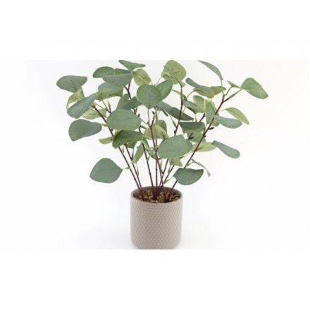 A Simplistic Green Eucalyptus 