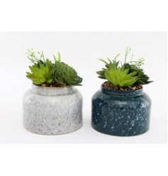 Two Assorted Artificial Synergy Succulents in Grey and Blue Ceramic Pots