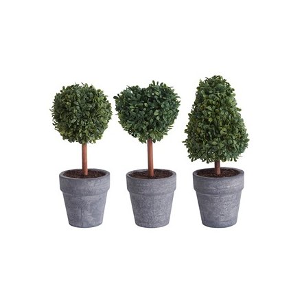 Three Assorted Mini Topiary Tree in Pot, 15cm