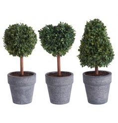A Charming Assortment of Three Topiary Mini Trees in a Grey Pot
