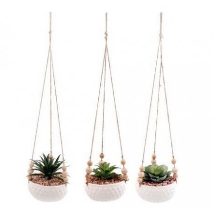 3 Assorted Hanging Succulents, 55cm