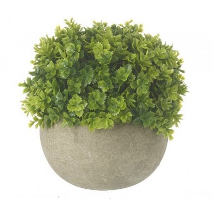 Green Plant In Pot, 13cm