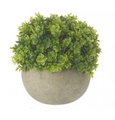 A Contemporary Stone Pot with Green Plant