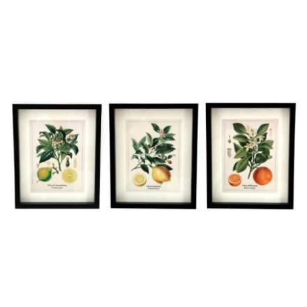 3 Assorted Botanical Photo Frames, 25cm