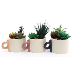 A fun and quirky assortment of 3 succulents 