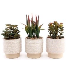 A on trend assortment of 3 succulents, each in a neutral coloured pot 