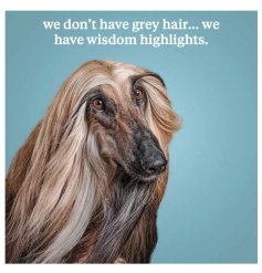 We don't have grey hair, we have wisdom highlights. A fine quality photographic card with witty and humorous slogan.