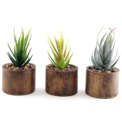 An assortment of 3 potted artificial succulents. Each is set within a rustic wooden pot with natural pebbles.