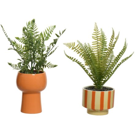An assortment of 2 bold and beautiful planters in stripe and plain designs. Complete with fine quality artificial ferns.