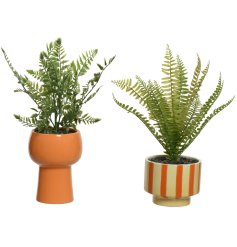 An assortment of 2 bold and beautiful planters in stripe and plain designs. Complete with fine quality artificial ferns.