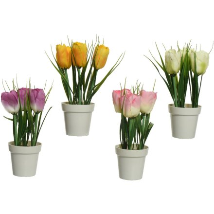 Potted Tulips, 4a