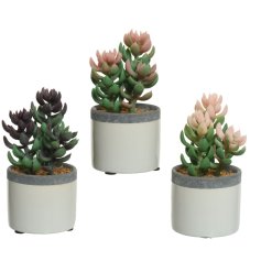 A mix of 3 pink and aubergine coloured plants set within attractive ceramic pots with grey band. 