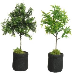 An assortment of 2 large plants in attractive black textured pots. 