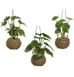 An assortment of 2 artificial plants set within richly coloured natural woven pots. Complete with jute string hangers.