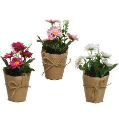 An assortment of 3 artificial daisy plants in pink, fuchsia and white  colours. Each is complete with a kraft paper wrap