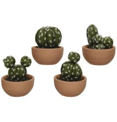 An assortment of artificial cactus in terracotta presentation pots. 