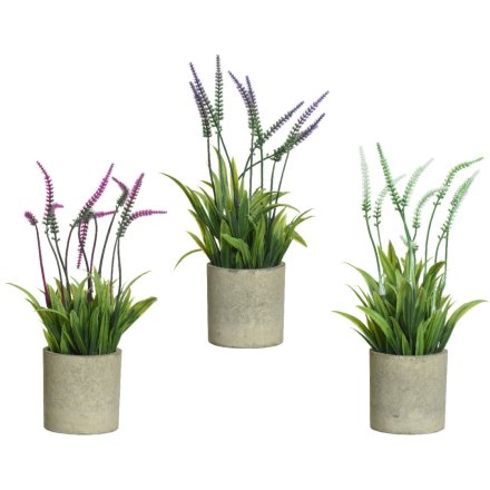 Lavender Plants in Pots, 3a 22cm