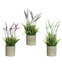 An assortment of 3 fine quality artificial lavender plants in purple and white. Complete with rustic pots.