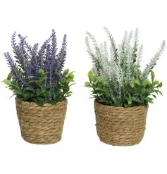 An assortment of 2 artificial lavender plants in purple and white. Each is perfectly displayed in a woven rattan planter