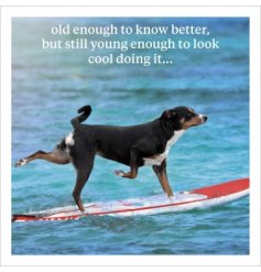 A humorous greetings card with photographic animal image from Icon Art.