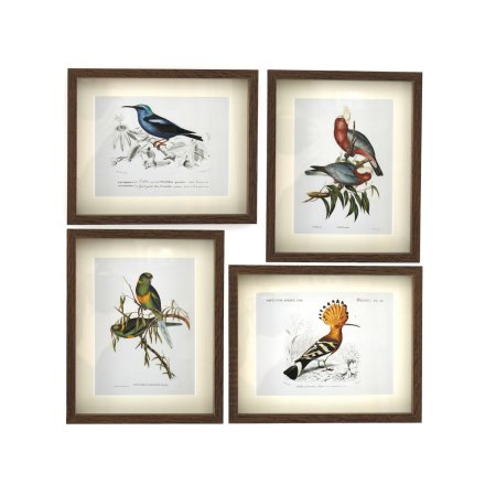 Birds of Paradise Framed, 4a 25cm