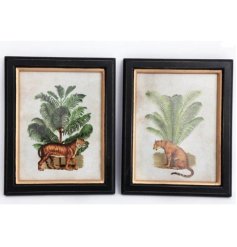 An assortment of 2 beautifully illustrated safari prints. A tropical image each with a classic black and gold frame. 