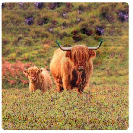 Highland Cow & Calf Coaster