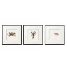 An assortment of 3 framed wall arts featuring different crustaceans.