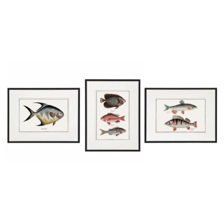 Wall Art Framed Fish, 3a, 40cm