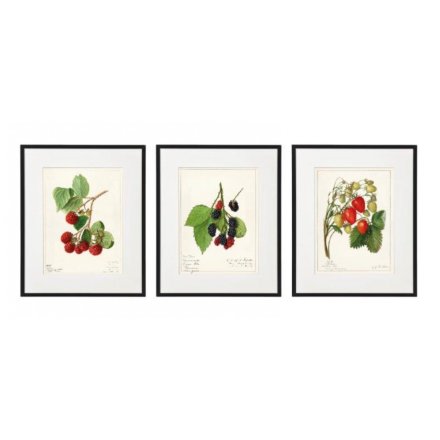 20cm x 25cm Framed Fruit Wall Art
