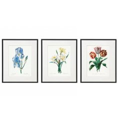 An assortment of 3 vintage style flower prints, each mounted with a black wooden frame. 