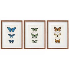 An assortment of 3 beautiful vintage style butterfly prints in blue, green and golden colours. 
