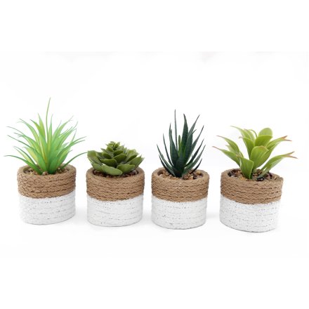 Mediterranean Succulent in pot 4a 15cm