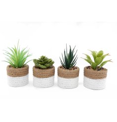 An assortment of 4 two toned pots each containing a succulent plant.