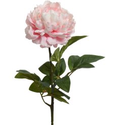 A delicate Peony flower on a single stem with pink and white hues.