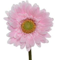 A lovely Gerbera flower on a single stem.
