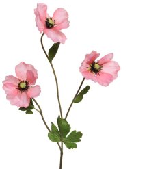 A detailed pink Poppy on a leafy stem. 