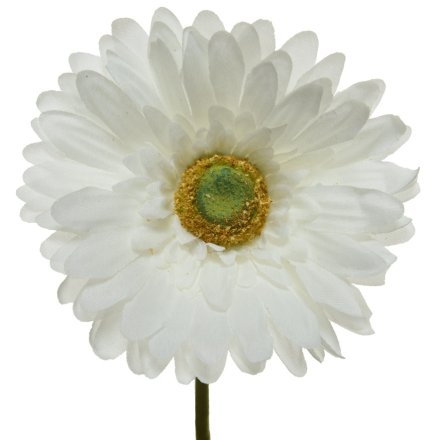 Gerbera in White, 50cm