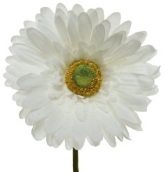 A delicate white Gerbera on a single stem.