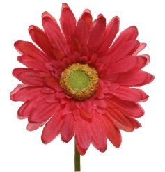 Add a pop of colour to the home with the dark pink Gerbera stem.