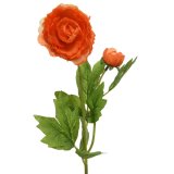 A Ranunculus stem in colourful orange hues. 