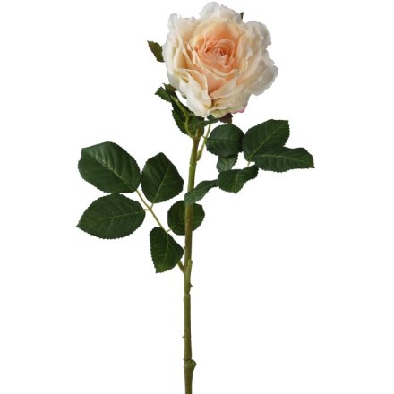 Rose in Peach, 71cm