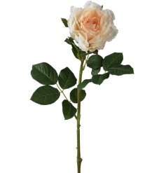 A delicate peach Rose on a single stem.